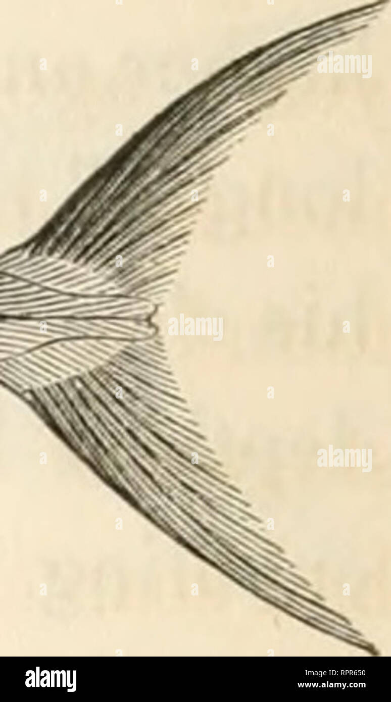 . The American angler's book : embracing the natural history of sporting fish, and the art of taking them : with instructions in fly-fishing, fly-making, and rod-making, and directions for fish-breeding : to which is appended, Dies piscatori, describing noted fishing-places, and the pleasure of solitary fly-fishing : illustrated with eighty engravings on wood. Fishing; Fishes. SPANISH MACKEREL. BAY MACKEREL. Cybium maculahim: Cutier. No adequate idea of this graceful and brilliant fish can be conveyed by description or engraving, to one who has not seen it. Its body is an elongated ellipse, so Stock Photo