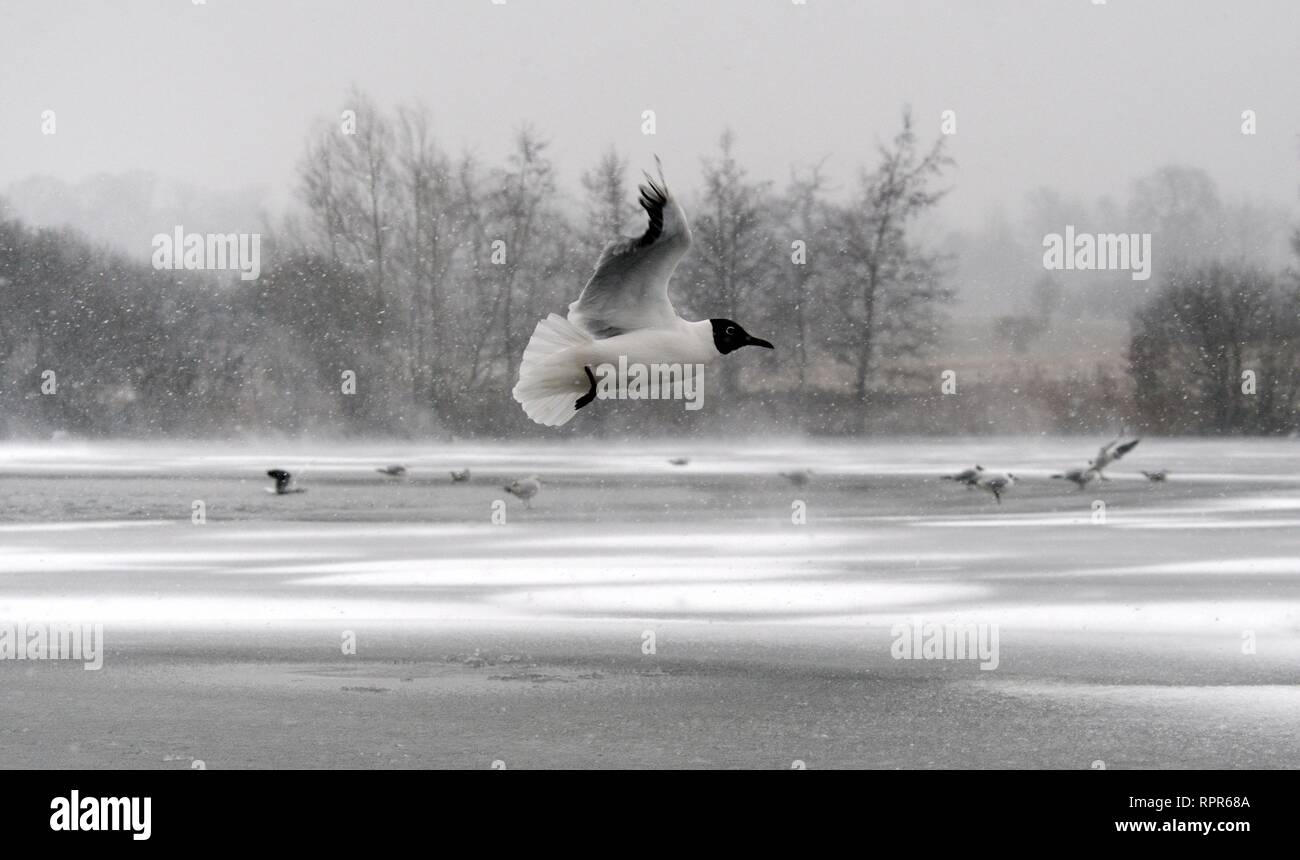 Black-headed gull (Chroicocephalus ridibundus) flying over frozen lake in blizzard conditions as others rest in the background, Wiltshire, UK, March. Stock Photo