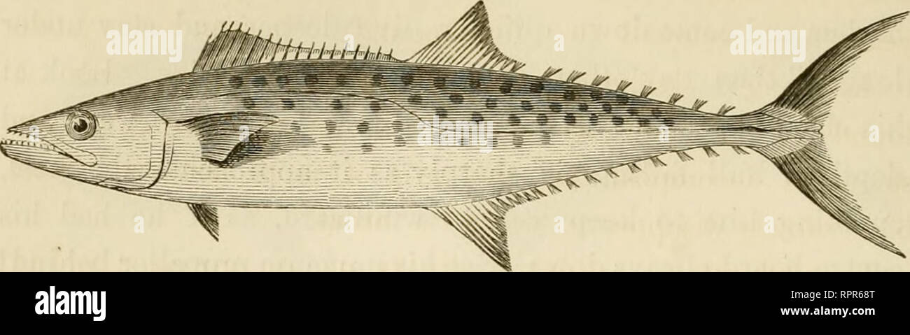 . The American angler's book : embracing the natural history of sporting fish, and the art of taking them. With instructions in fly-fishing, fly-making, and rod-making; and directions for fish-breeding. To which is added Dies piscatoriae; describing noted fishing-places, and the pleasure of solitary fly-fishing. Fishing; Fishes. 296 AMERICAN ANGLER'S BOOK.. SPANISH MACKBEEL. BAY MACKEEEL. Cybium maculatum: Ccvier. No adequate idea of this graceful and brilliant fish can be conveyed by description or engraving, to one who has not seen it. Its body is an elongated ellipse, somewhat compressed; i Stock Photo
