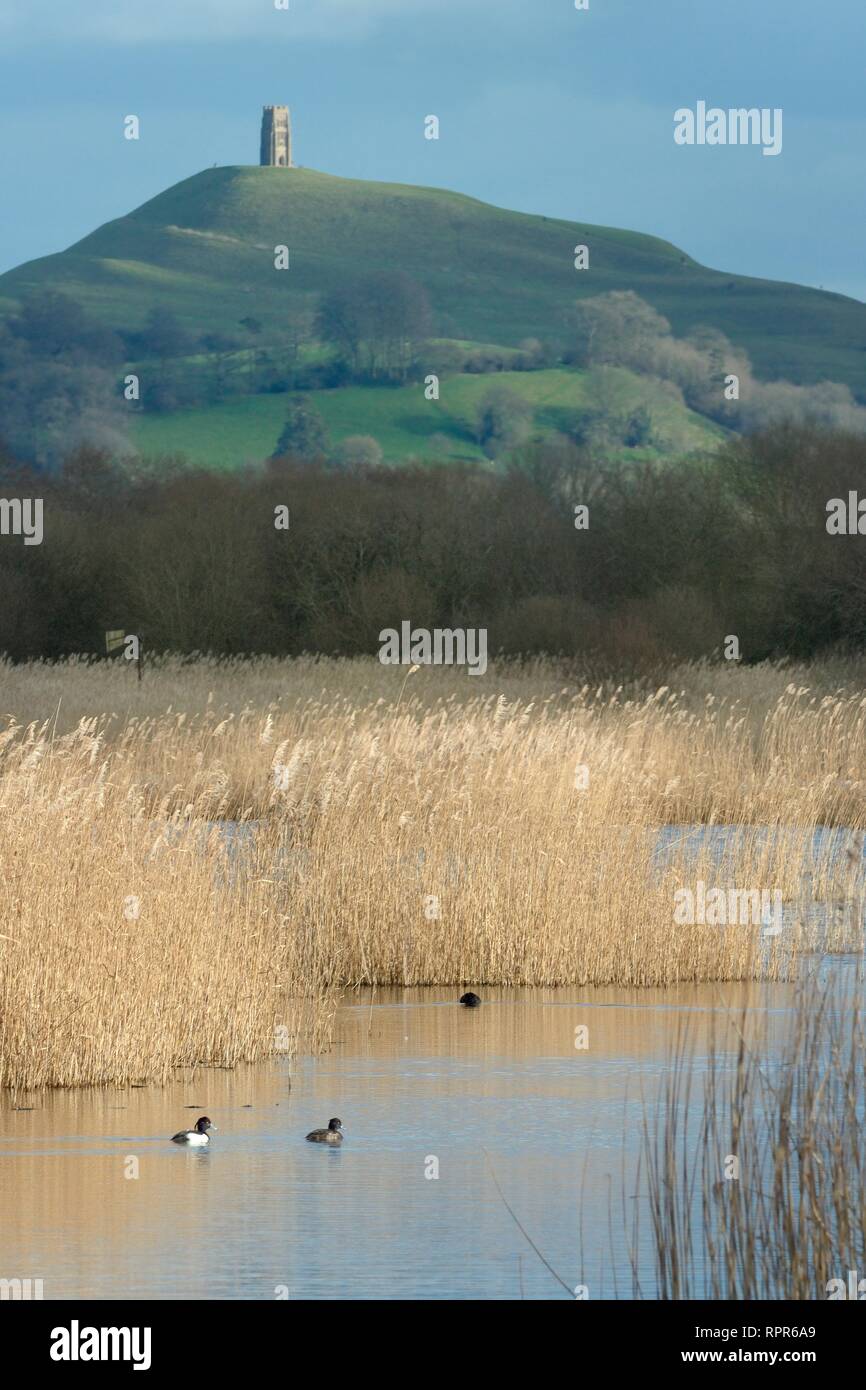 Tufted duck (Aythya fuligula) pair swimming near reed beds at RSPB Ham Wall reserve with Glastonbury Tor in the background, Somerset Levels, UK Stock Photo