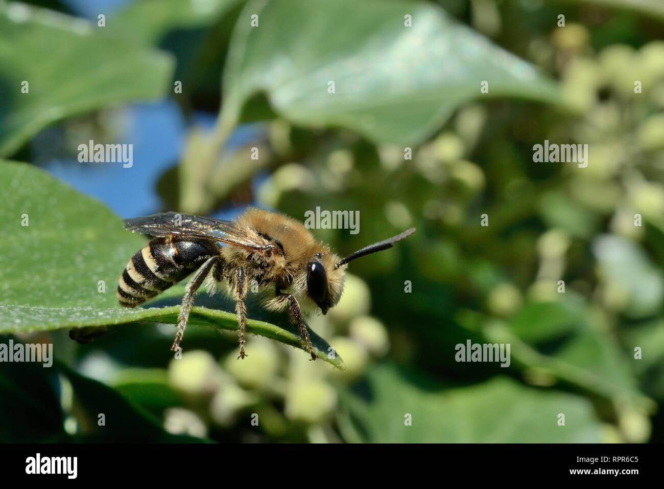 Ivy bee (Colletes hederae) standing on an Ivy leaf (Hedera helix), Wiltshire garden, UK, September. Stock Photo