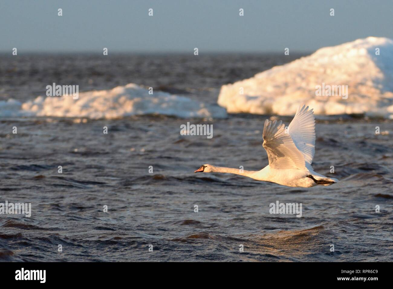 Migrant Mute swan (Cygnus olor) flying over Lake Peipsi in sunset light past wind-blown lake ice piled up near the shore, Estonia, April. Stock Photo