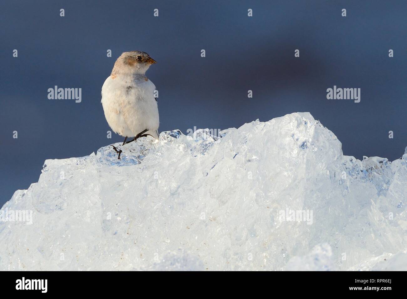 Migrant Snow bunting (Plectrophenax nivalis) female resting on wind-blown lake ice piled up on the shore in spring, Lake Peipsi, Estonia, April. Stock Photo