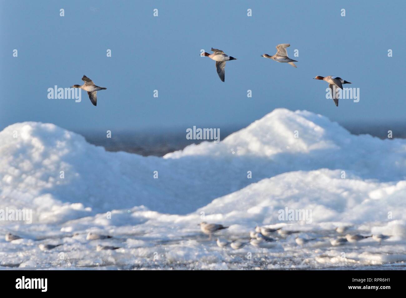 Four wigeon (Anas penelope) migrating over gulls resting on wind-blown lake ice piled up near the shore in spring, Lake Peipsi, Estonia, April. Stock Photo