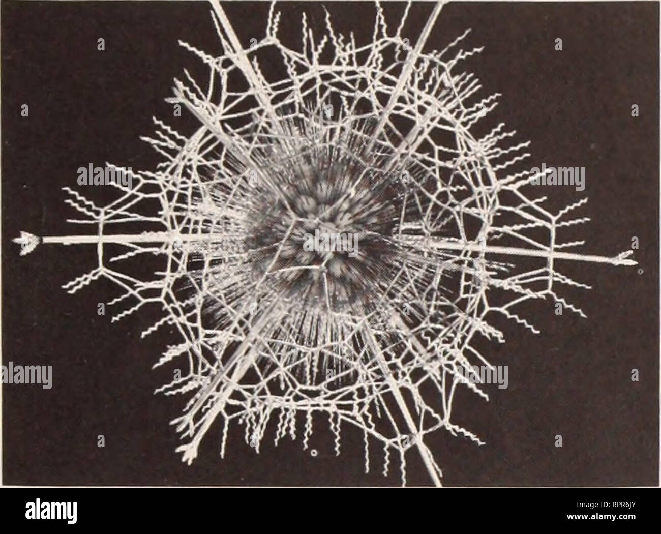 . The American Museum of Natural History pictorial guide. American