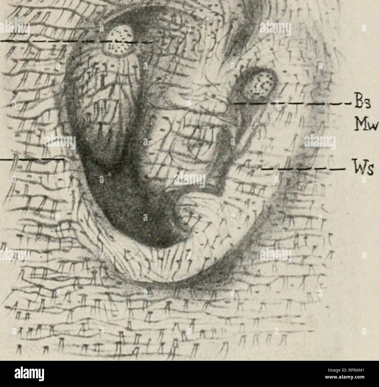 . Allgemeine Zoologie und Abstammungslehre. Evolution; Zoology. Milchdrüsen. 319 ^?m ^-Q:^ Moiiotreineii. Hier finden sich die einfachsten Verhältnisse. 100 bis 125 Schläuche von etwa 25 mm Länge münden auf einem Drüsen- felde ohne Zitze aus. Es fehlt auch eine besondere Einsenkung (Mammar- tasche). Die Drüsen sind bei den Männchen ebenso stark entwickelt wie bei den Weibchen, so daß es nicht unmöglich, wenngleich noch nicht beobachtet ist, daß sich beide Geschlechter an der Ernährung der Jungen beteiligen. Jeder Schlauch hat seine eigene glatte Muskularis und mündet an der Basis eines Haares  Stock Photo