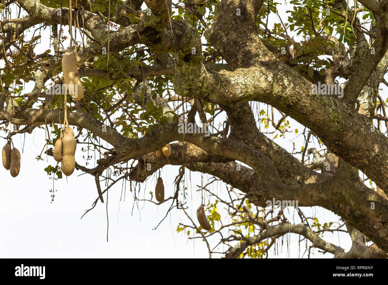 Sausage tree in kenya hires stock photography and images Alamy
