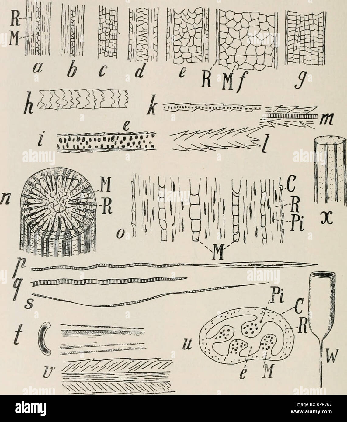 . Allgemeine Zoologie und Abstammungslehre. Evolution; Zoology. 300 VI. Kapitel.; und Erinaceus, unter den Nagern bei Coenclu, Atherura, Hystrix, Erithixon, Echimys (274/). Bei den Stacheln des Igels (w) und des Stachelschweins besteht die Hauptmasse aus schwammigem Mark, in. Fig. 274. Haare in schwacher Vergrößerung, um die Breite von Mark {M) und Rinde (R) und die Oberflächenstruktur der Cuticula [Out) zu zeigen. Pi Pigment, a—k, V nach Waldeyer ; l, w nach Gegenbaur; o nach Möbius; t nach Toldt; die übrigen Original, a Mensch, b Schimpanse, c Lemur, d Pteropus, e Mtistela marfes, f Cervus c Stock Photo