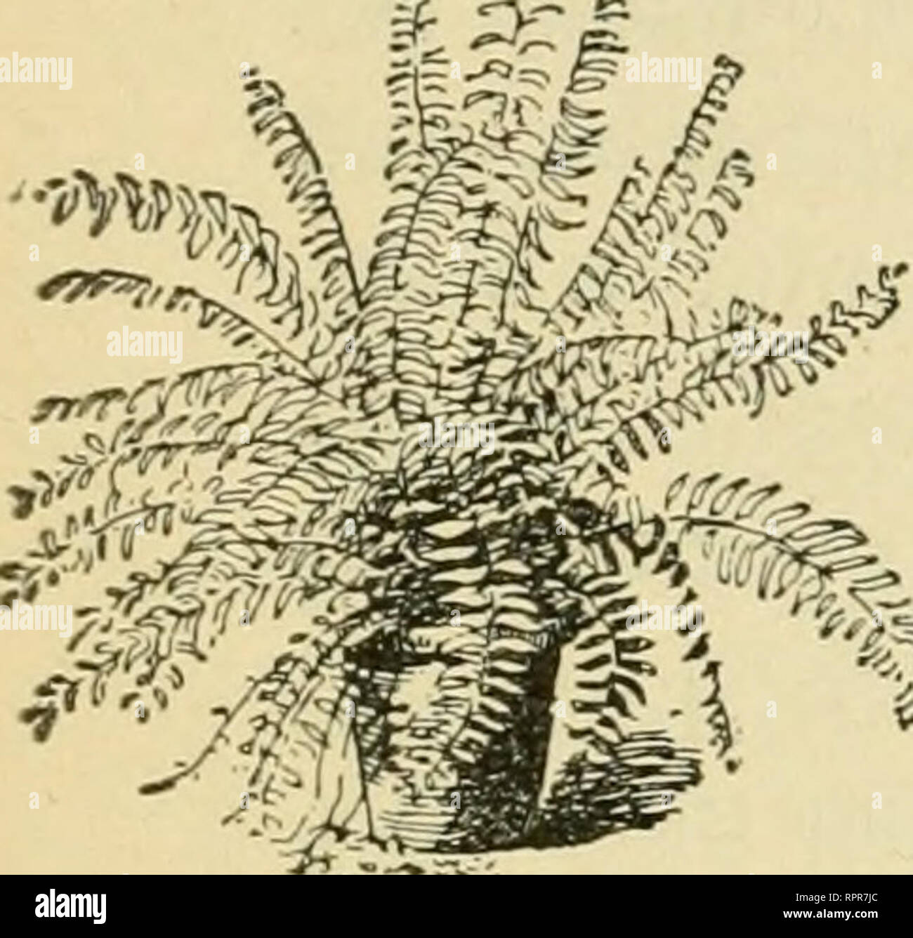 The Amateur S Practical Garden Book Gardening 102 Amateur S Practical Garden Book Can Be Given They Make Fine Specimens As Well As Serv Ing The Purpose Of Greenery For Eut Flowers Other Species Often Grown