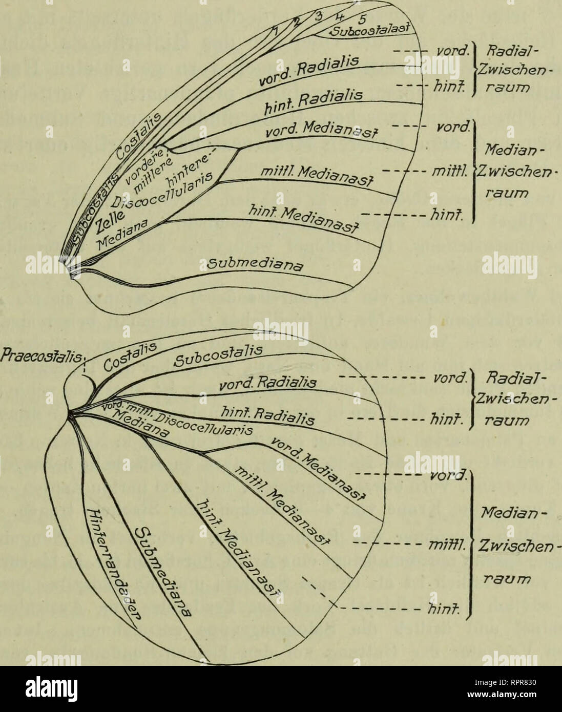 . Amathusiidae. Amathusiidae. Amathusiidae 9. Taenaris 125 Abdomen