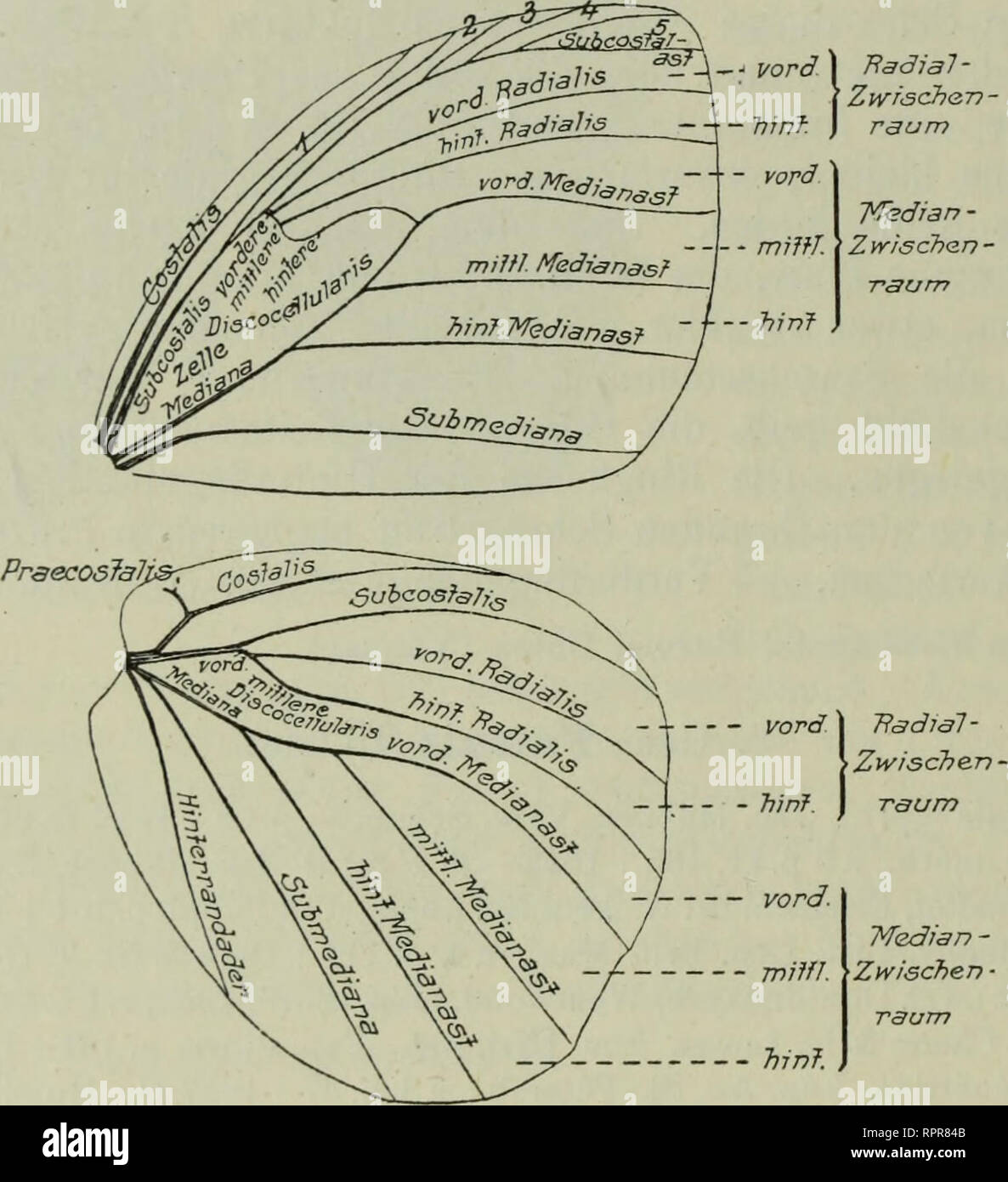 . Amathusiidae. Amathusiidae. 100 Amathusiidae 8. Faunig Kopf ziemlich