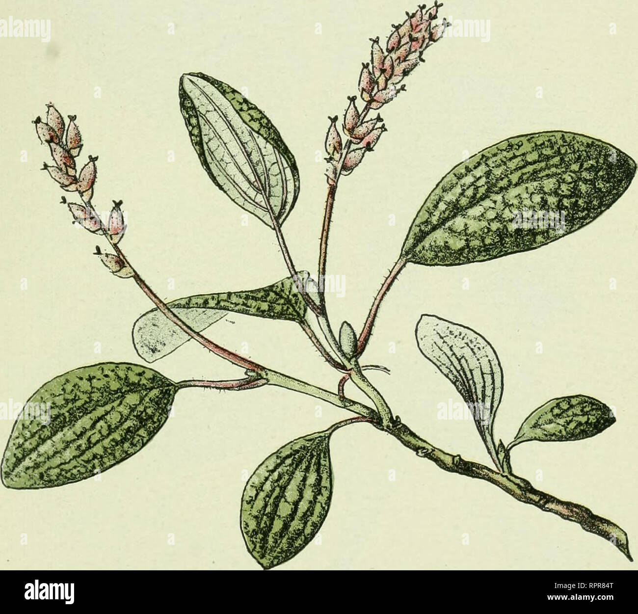 . Alpen-Flora : Westalpen. Mountain plants. — 127 — Felshlöcke, magere Weiden i6oo-3ooo Meter.. Salix reticulata. Säule reticiile. Netzadrige Weide. Reticulated Willow. Please note that these images are extracted from scanned page images that may have been digitally enhanced for readability - coloration and appearance of these illustrations may not perfectly resemble the original work.. Senn, Gustav, 1875-1945; Kaftner, C. Heidelberg : C. Winter Stock Photo