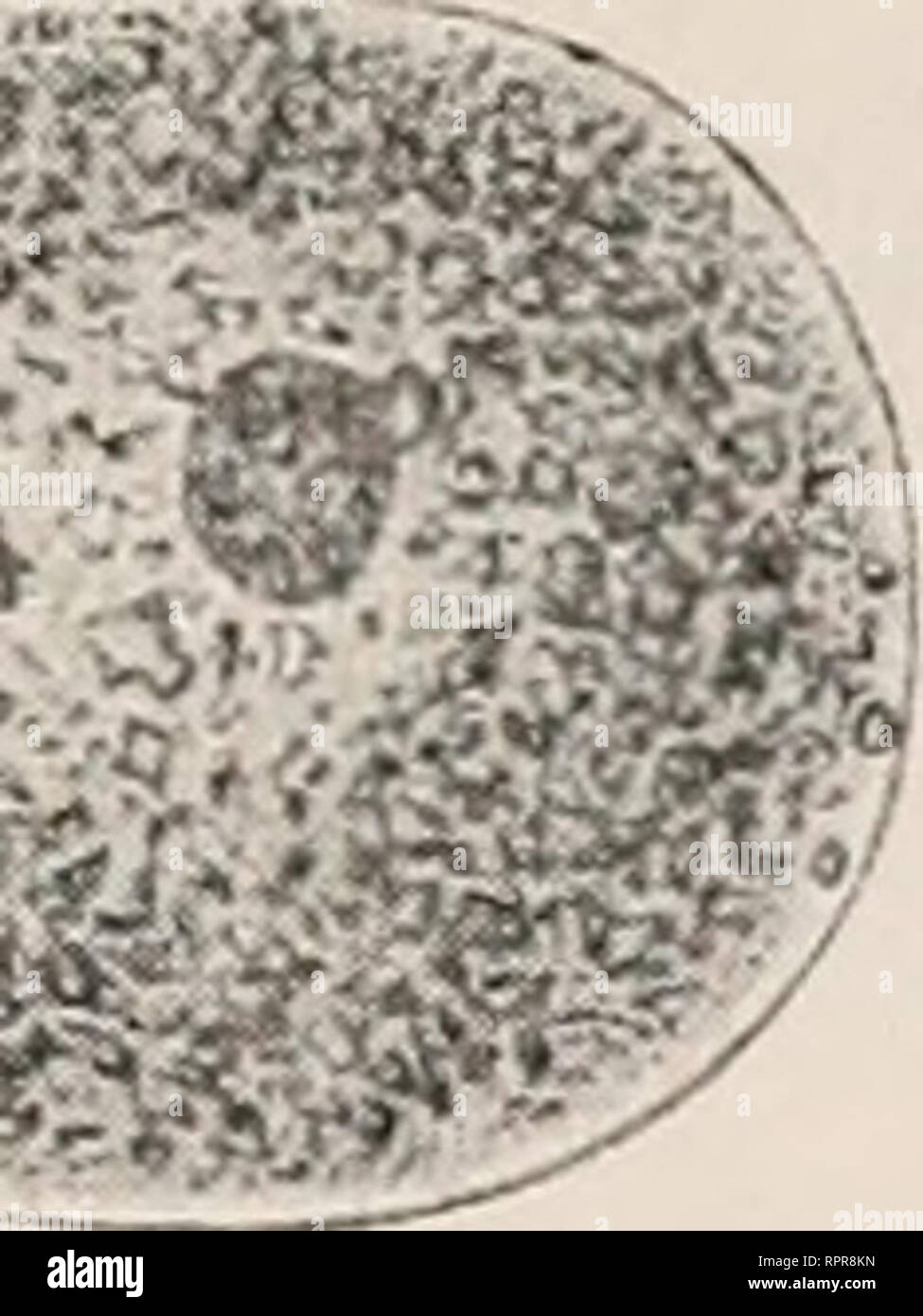 Page 13 Fig 250 High Resolution Stock Photography And Images Alamy