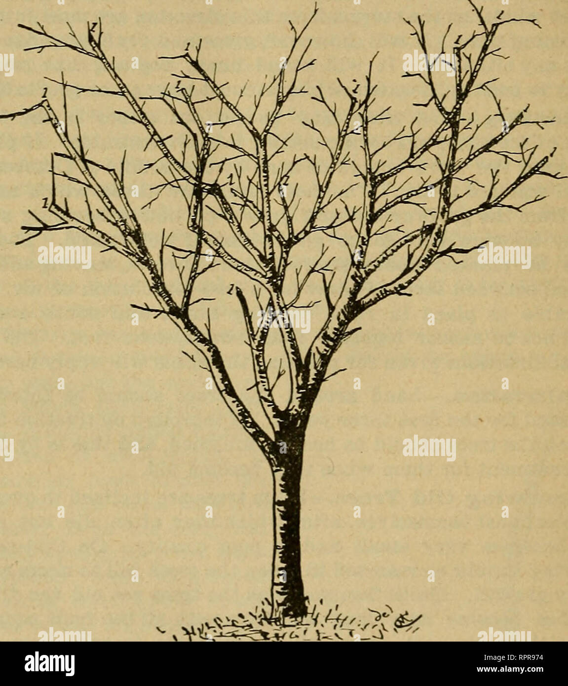 . Amateur fruit growing. Fruitculture. y» THE PLUM. weakest and the