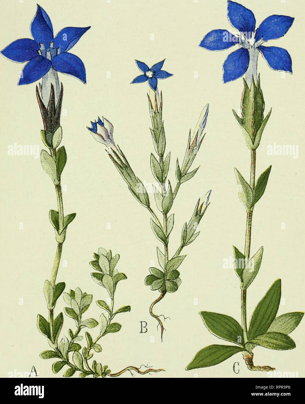 . Alpen-Flora : Westalpen. Mountain plants. [8oo-36oo Meter. lo: Weiden und Matten 1800-2900 Meter. Ebene bis 33oo Meter.. Gentiana bavarica. Gentiana nivalis, Gentiana verna. Bayrischer luizian. Schnee-Enzian. f-^rLihlings-luizian. Gentiane de Baviere. Gentiane des neiges. Gentiane printaniere. Bavarian Gentian. Snow-Bitterwort. Spring-Fehvort.. Please note that these images are extracted from scanned page images that may have been digitally enhanced for readability - coloration and appearance of these illustrations may not perfectly resemble the original work.. Senn, Gustav, 1875-1945; Kaftn Stock Photo