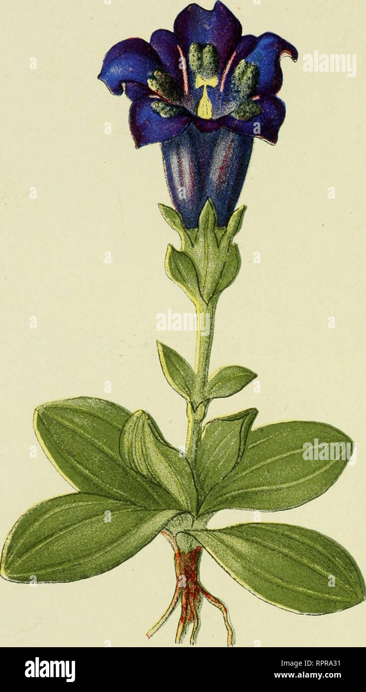 . Alpen-Flora : Westalpen. Mountain plants. — 104 — Matten, kühle Weiden 1200-2700 Meter.. Gentiana Kochiana. Grande Gentiane bleue. Kochs Enzian. Koch's Geutian.. Please note that these images are extracted from scanned page images that may have been digitally enhanced for readability - coloration and appearance of these illustrations may not perfectly resemble the original work.. Senn, Gustav, 1875-1945; Kaftner, C. Heidelberg : C. Winter Stock Photo