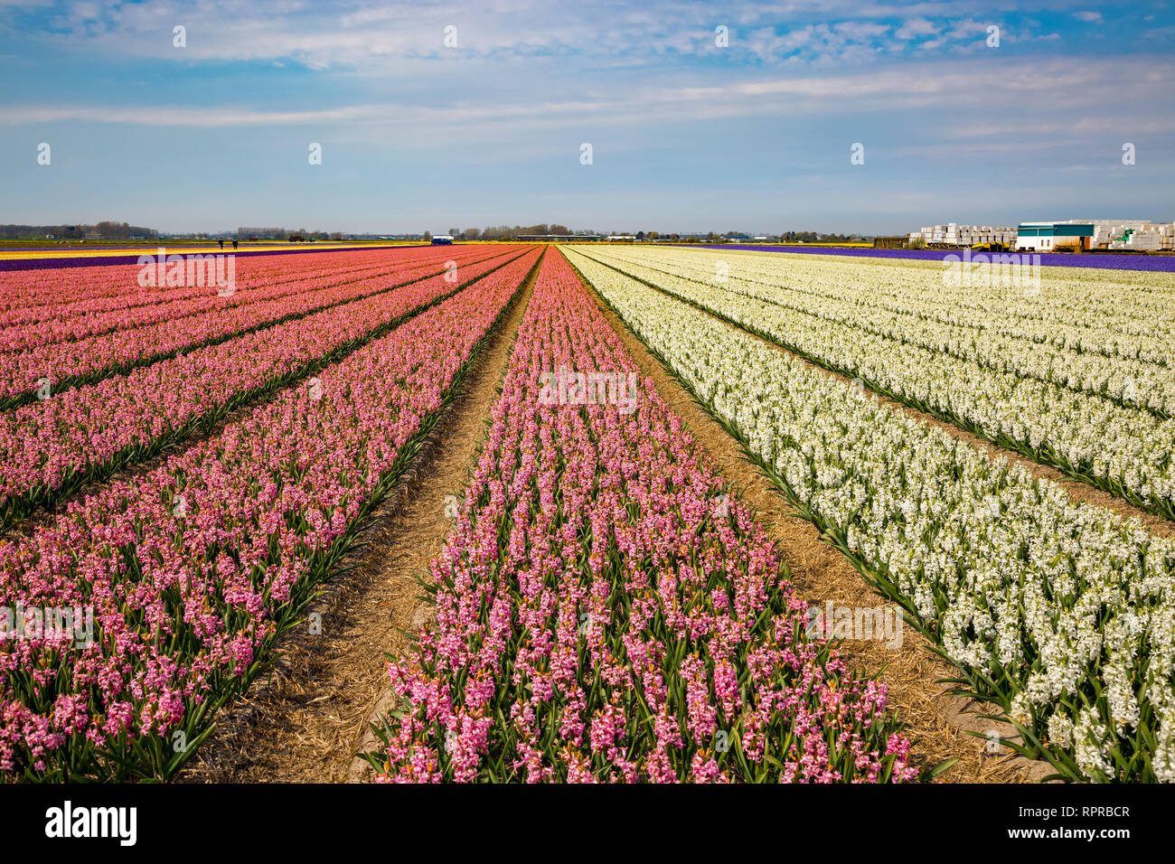 Flower field in Holland with white and pink colored hyacinths Stock ...