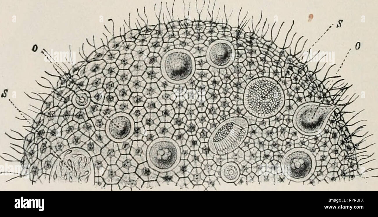 . Allgemeine Zoologie und Abstammungslehre. Evolution; Zoology. Fig. 131. Eine koloniebildende Vorticelle, Ophry- dium eichhorni, nach G. Kent.. Fig. 132. Volvox globator, Teil einer geschlechtlichen Kolonie mit Eiern (o) und Spermatozoiden (s). Tiere aus Eiern hervorgehen) und bei Volvox (132) außerdem durch Zell- verbindungsfäden. Die letztere Kolonie ist besonders interessant, weil hier gleichsam schon ein Zellenstaat mit Arbeitsteilung vorliegt, indem ein Teil der Individuen sich in Eier bzw. Spermatozoiden umwandelt. In den Kolonien der Metazoen kann der Zusammenhang der Indivi- duen sehr Stock Photo