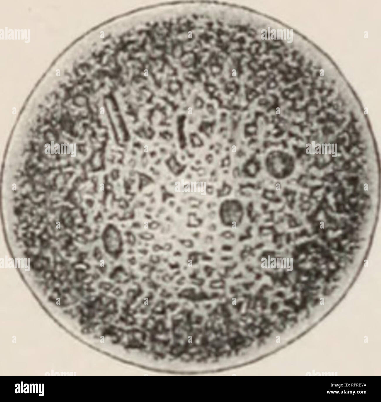. Allgemeine Physiologie; ein Grundriss der Lehre vom Leben. Physiology