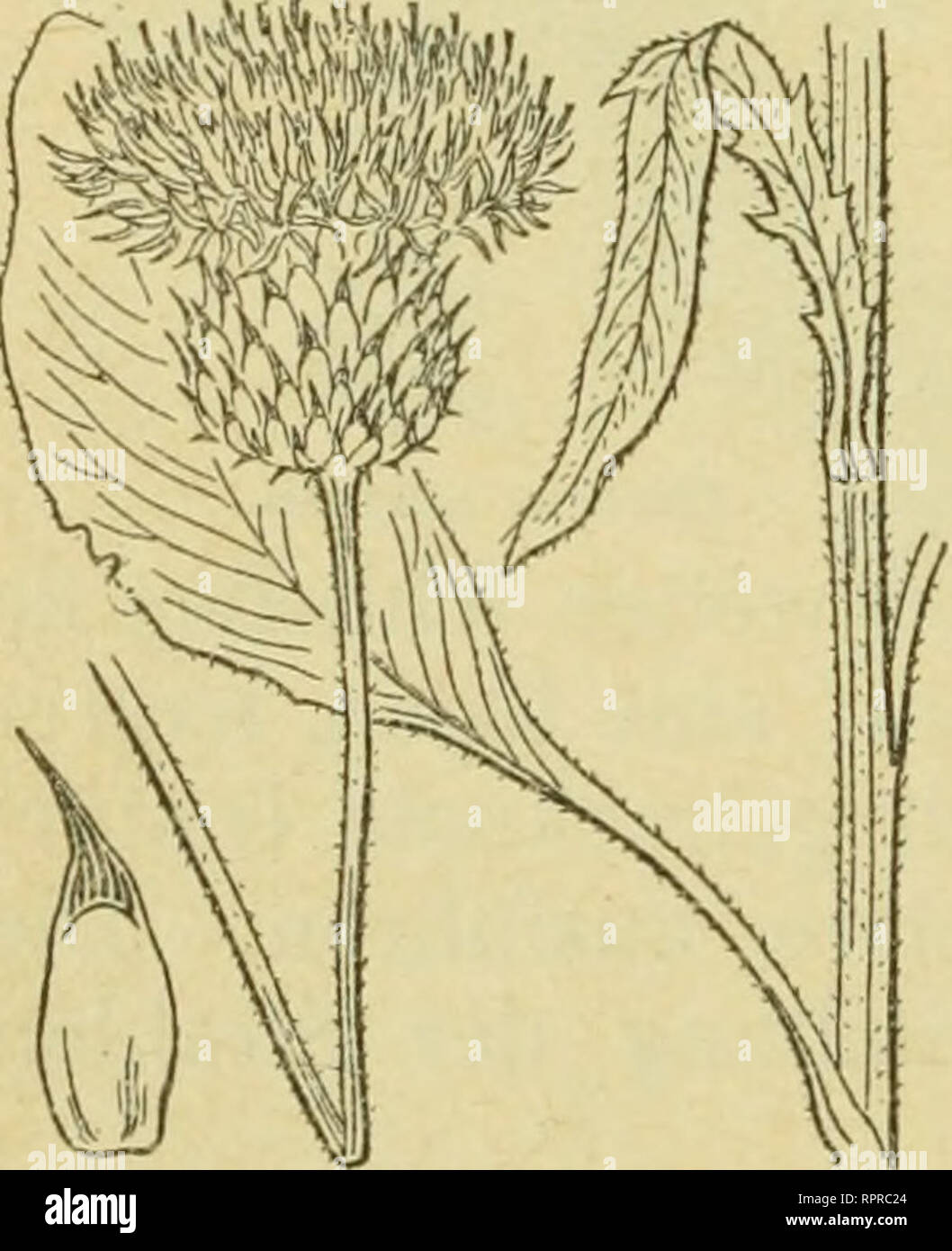 . Alpen-Flora : Westalpen. Mountain plants. Compositen. 75 Centaurea uuiflora, — Tafel 75. — Stengel aufrecht, unverzweigt, 20—40 cm hoch, einköptig. Blätter beidfeitig weiß wollig behaart, am Grunde verfchmälert. Hüllblätter der Blütenköpfchen braun bis fchwarz, mit langer zurück- gefchlagener, kämm förmig gezähnter Spitze. Blüten purpurrot. Randblüten zahlreich, groß, trichterförmig, fünfzipflig. Mehrjährig. Blüht Juli Augiift. Befucher: vermutlich Falter, daneben auch Hummeln. Früchtchen mit Haar-Fallfchirm: Windverbreituiig. Alpen von Piemont, Dauphine, Provence. Cenlaiirea nervosa. — Nerv Stock Photo