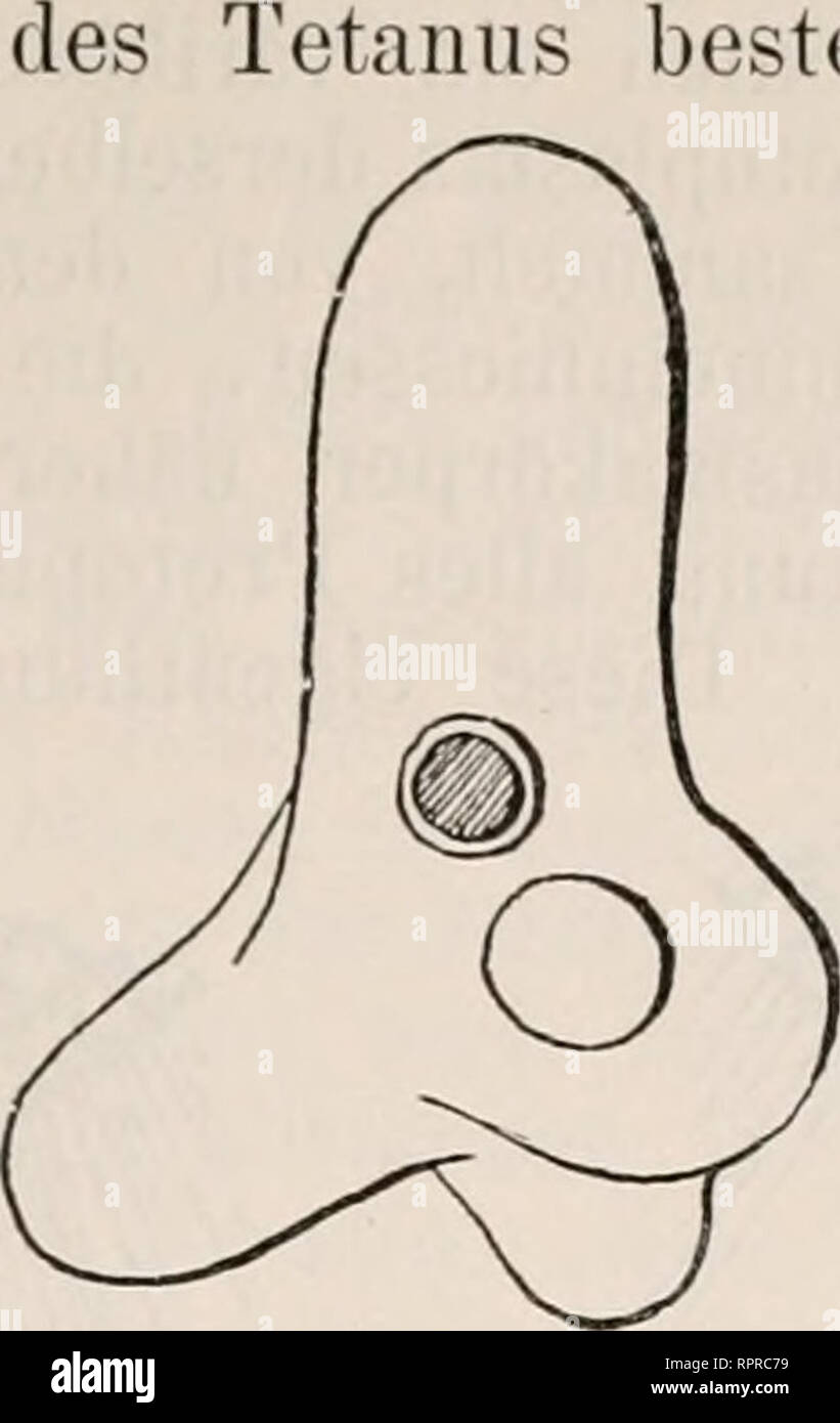 . Allgemeine Physiologie. Ein Grundriss der Lehre vom Leben. Physiology