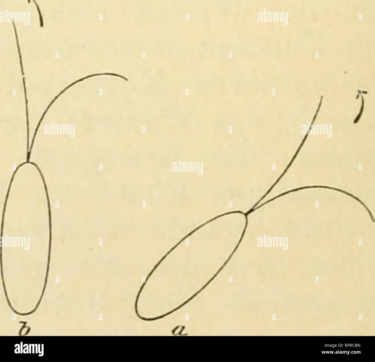 . Allgemeine Physiologie. Ein Grundriss der Lehre vom Leben. Biology; Physiology. Fig. 249. Schema der Axeneinstellung einer Infusorienzelle mit zwei Geissein bei contractorischer Erregung von rechts her. Die stärkere Con- cavität der einen Geissei deutet die stcärkere contractorische Erregung an. Die Pfeile bezeichnen die Drehungsrichtung. dauert, geradeaus. So ergiebt sich eine negative Chemotaxis, Photo- taxis etc. bei eingeisseligen Bakterien und Flagellaten als nothwendige Folge einer einseitigen contractorischen Erregung des Geisselschlages. Hiernach ist es sehr leicht, sich die Verhältn Stock Photo