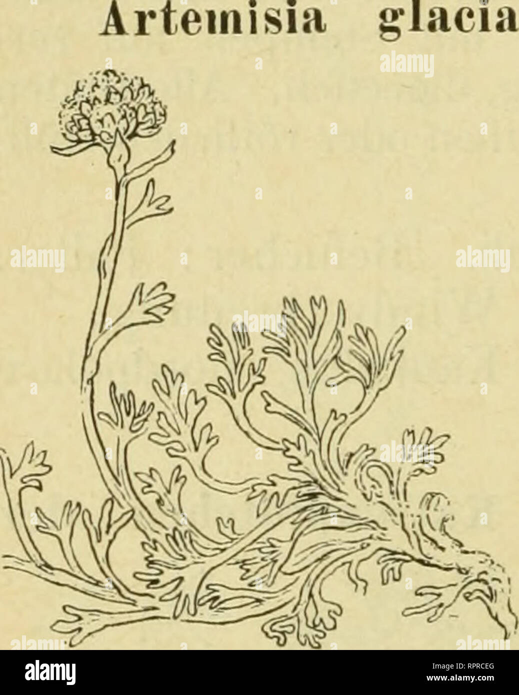 . Alpen-Flora : Westalpen. Mountain plants. Gompositen. 69 Die alpinen Artemisia-Arten find durch ihre feidenglän- zende Behaarung und den Reichtum an aromatifchen Stoffen ausgezeichnet, weshalb fie zur Bereitung fchweißtreibender Aufgüffe verwendet werden. Blüten honiglos: Pollenblumen, im Übergang zur Windbeftäubung begriffen. Artemisia Mufelliiia. — Tafel 69 Ä. — Dicht, filber- glänzend behaart, 0—20 cm hoch. Blätter 3- bis viellpaltig mit fchmalen Ablchnitten. Blühende Triebe aufrecht, unver- zweigt, mit kugeligen Köpfchen gelber Blüten in lockerer Traube. Mehrjährig. Blüht Juli Auguft. Wi Stock Photo