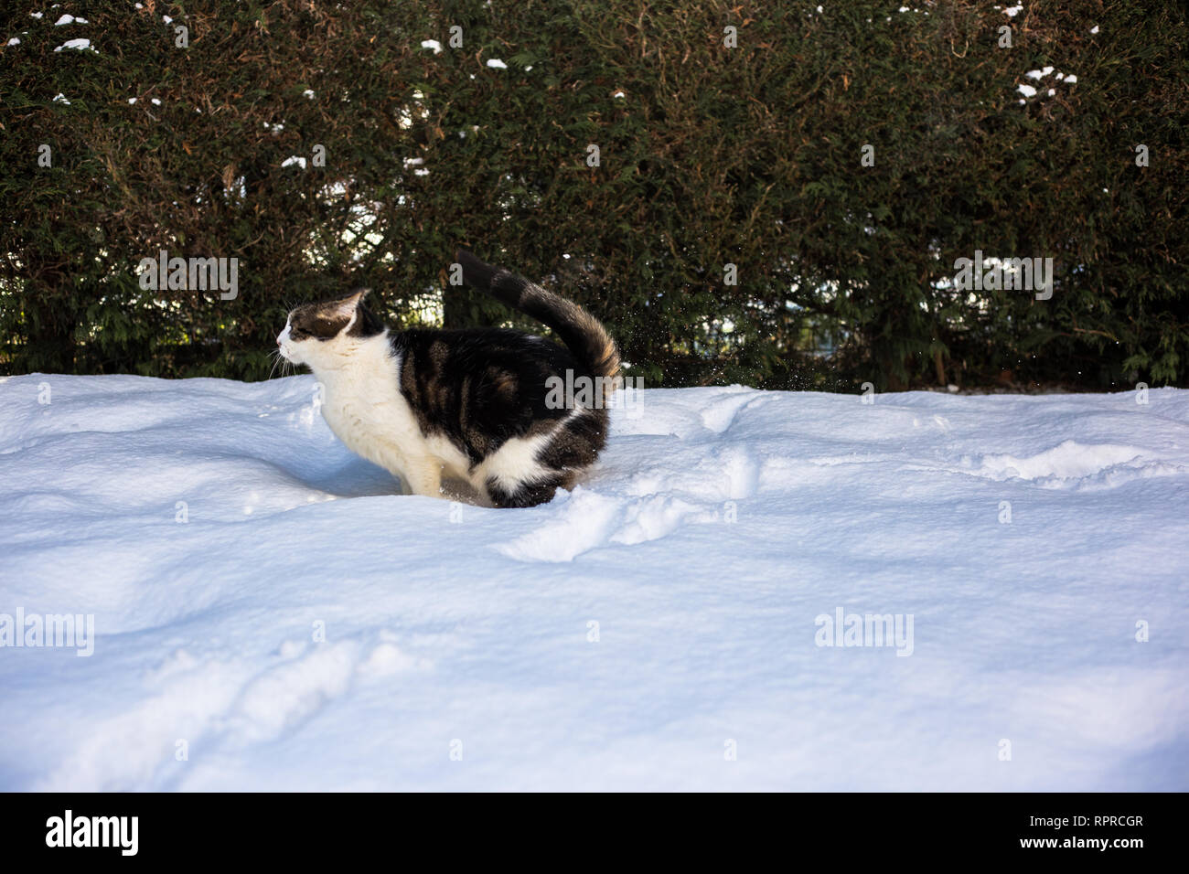 Cat in Snow Stock Photo Alamy