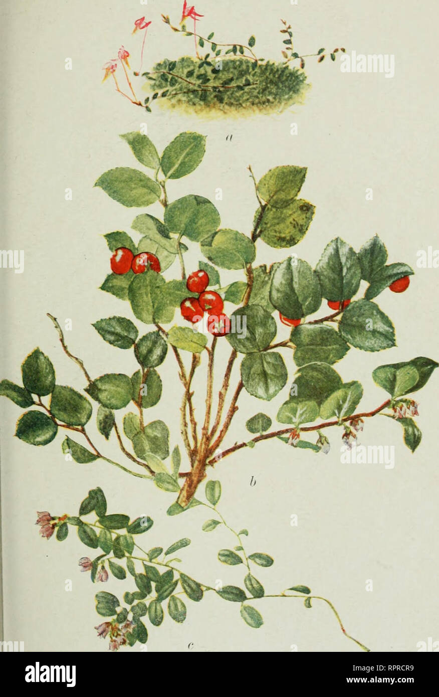 . Alpine flora of the Canadian Rocky Mountains. Mountain plants; Botany. a Oxycoccus oxycoccus (L.) MacM. Small Cranberry. b Gaultheria ovatifolia A. Gray. Ovate-Leaved Wintergreen. c Vitis-idaea vitis-ida-a (L.) Britton. Mountain Cranberry. (% Nat.). Please note that these images are extracted from scanned page images that may have been digitally enhanced for readability - coloration and appearance of these illustrations may not perfectly resemble the original work.. Brown, Stewardson, 1867-1921. New York : G. P. Putnam Stock Photo