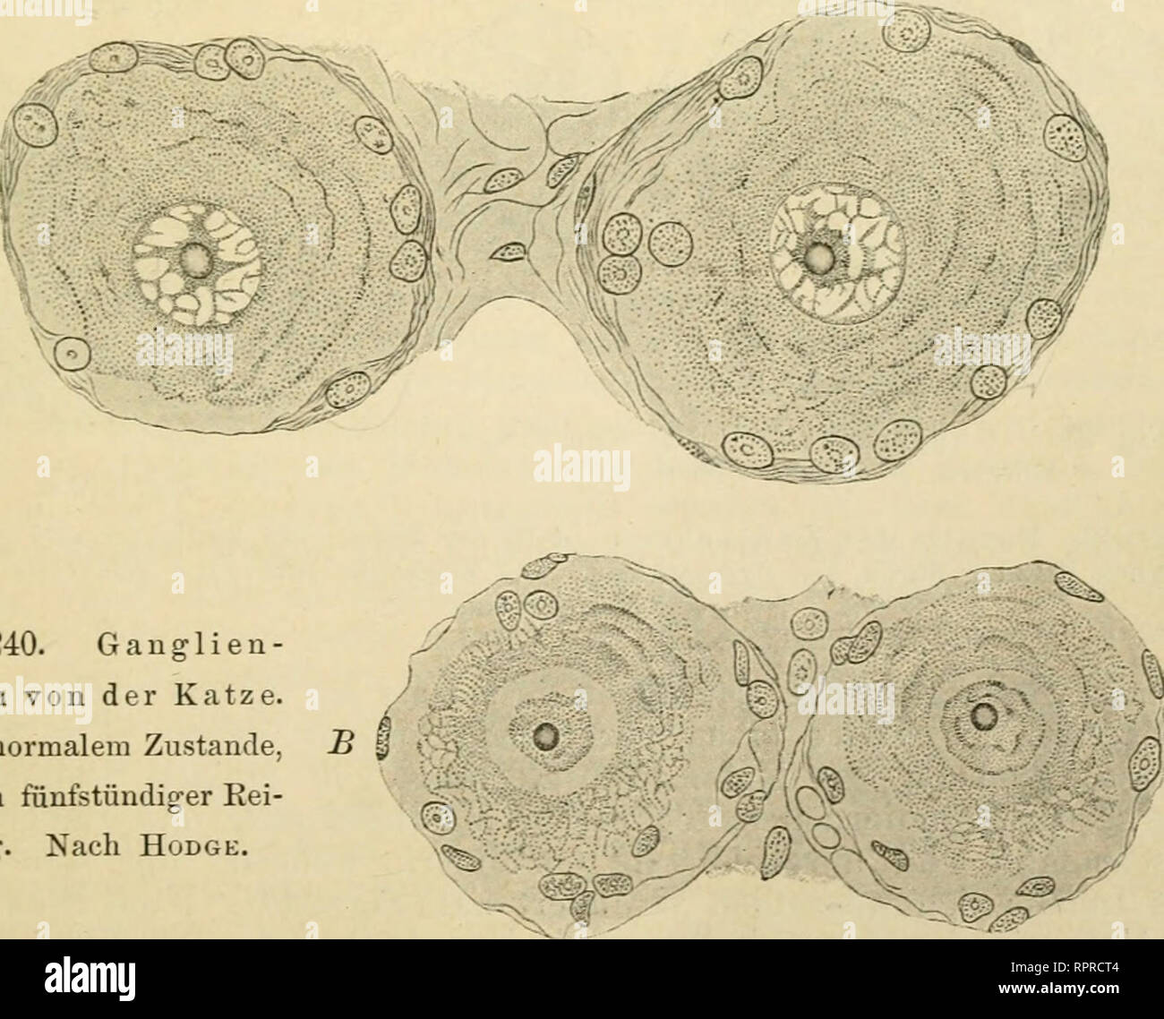 . Allgemeine Physiologie. Ein Grundriss der Lehre vom Leben. Biology; Physiology. n u Fig. 239. Flugmuskeln von der Schmeissfliege (Musca vomitoria). A In der Ruhe, B in der Ermüdung. Die Schichtung der Muskelsegmente ist unsichtbar geworden, und die Sarkosomen zwischen den Fibrillen sind enorm vergrössert. Nach H. M. Bernakd. B. Fig. 240. Ganglien- zellen von der Katze A In normalem Zustande £ nach fünfstündiger Rei- zung. Nach HoDGE. ermüdeten Fliegen nur eben noch die Zwischenscheiben der einzelnen Muskelsegmente deutlich zu sehen; der ganze Inhalt des einzelnen Segments färbte sich gleichm Stock Photo