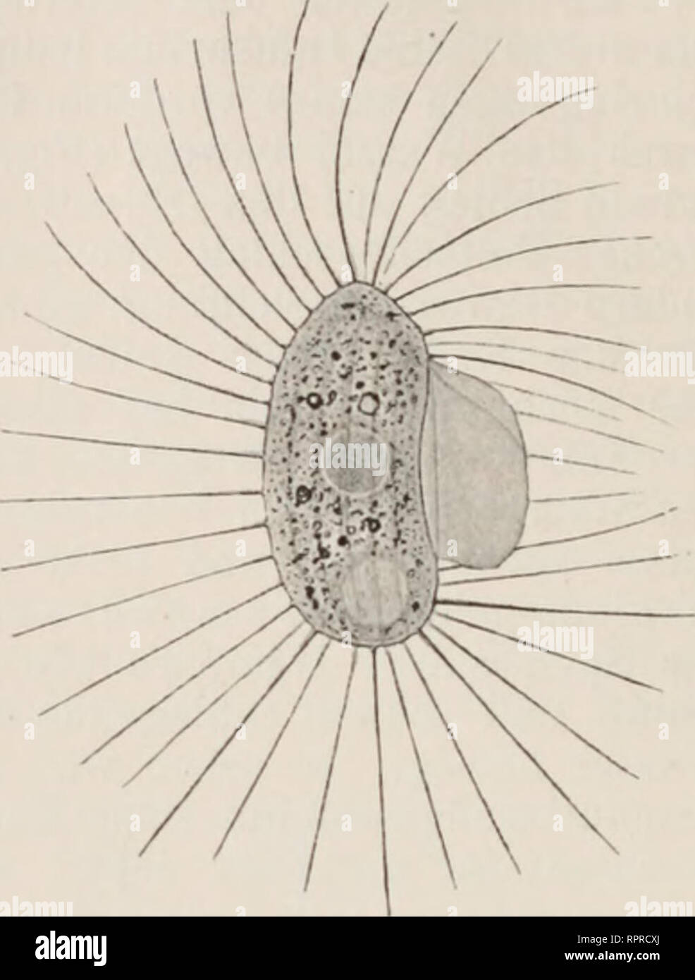 . Allgemeine Physiologie; ein Grundriss der Lehre vom Leben. Physiology; Biology. A B Fig. 192. Pleuronema chrysalis. A Stillliegend, B im Begriff, auf einen Er- schütterungsreiz zu springen. Die Wimpern sind im Schlag begriffen. eines stärkeren Schlages auf die Muskelsubstanz selbst, um z. B. einen Froschiuuskel durch mechanische Reizung zum Zucken zu bringen. Die Erregung der Lichtproduktion durch mechanische Reize ist jedem bekannt, der eine Reihe schöner, ruhiger Sommernächte am. Please note that these images are extracted from scanned page images that may have been digitally enhanced for  Stock Photo