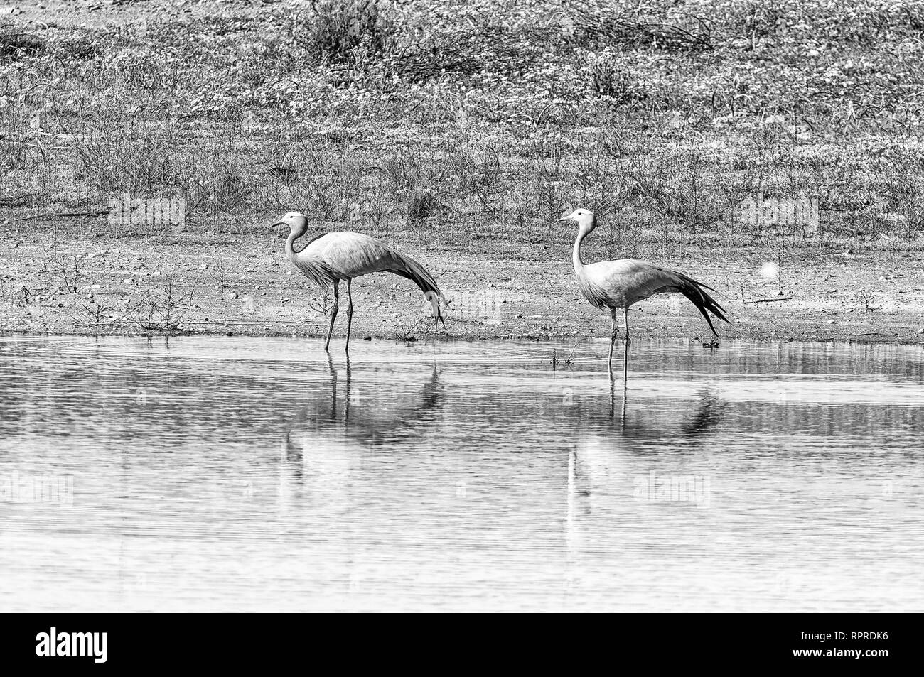 Two blue cranes at Matjiesfontein near Nieuwoudtsville in the Northern Cape Province of South Africa. Monochrome Stock Photo