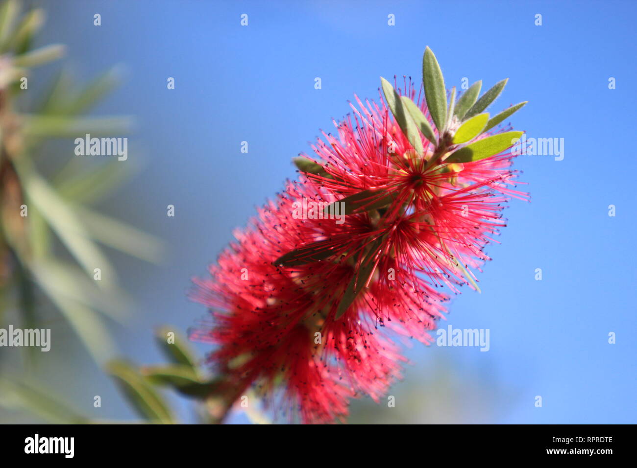 Bottlebrush Callistemon Rigidus Tree Blooms In Late November In The Houston Suburbs Of Texas Stock Photo Alamy