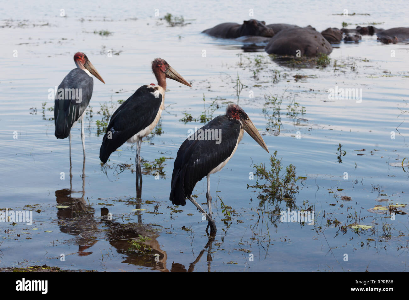 Close up of three wattled cranes standing in a row close together in marsh Stock Photo