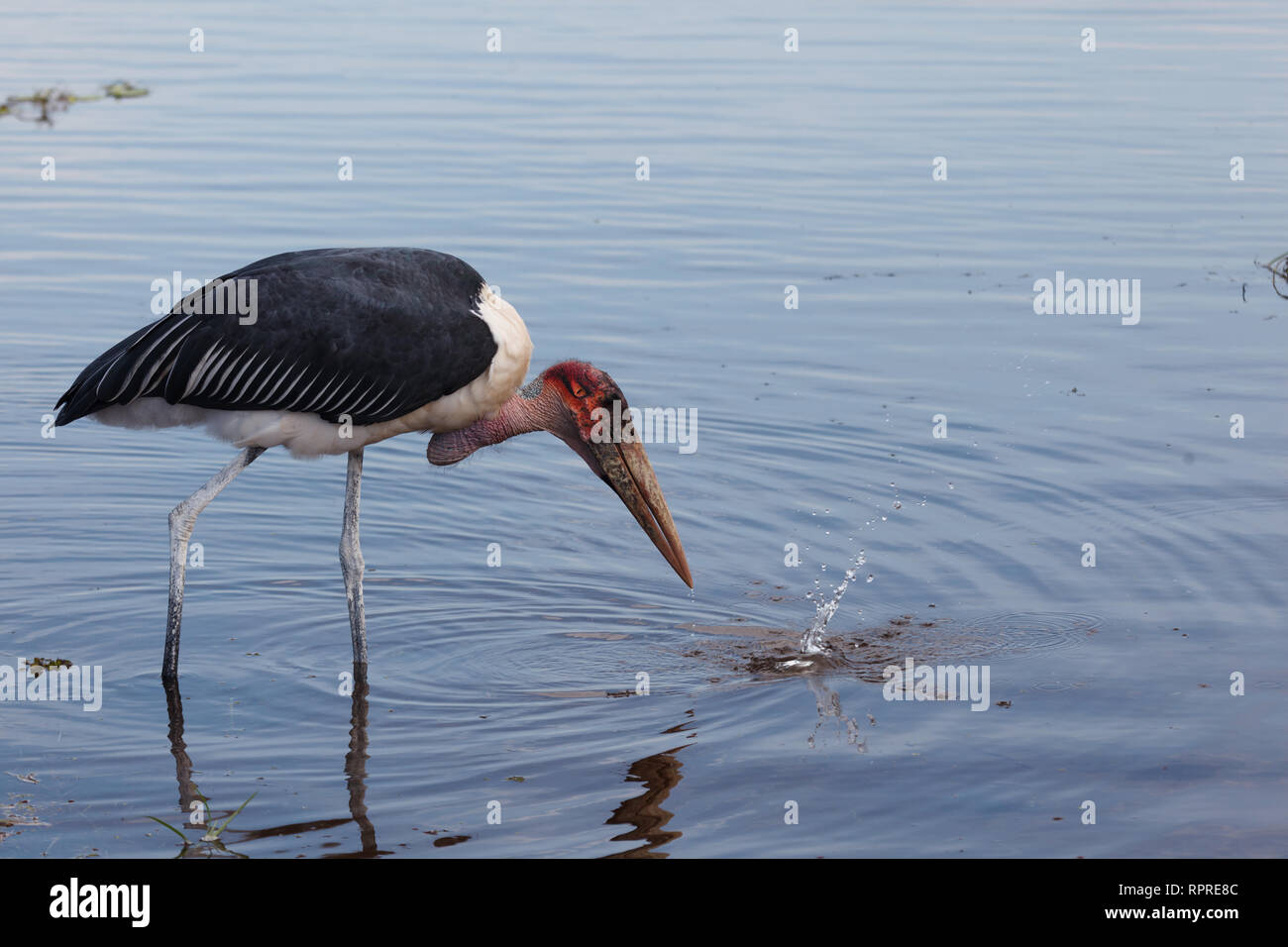 Crane Getting Fish CLoseup of Wattled crane approaches bloody piece of fish that has just ...