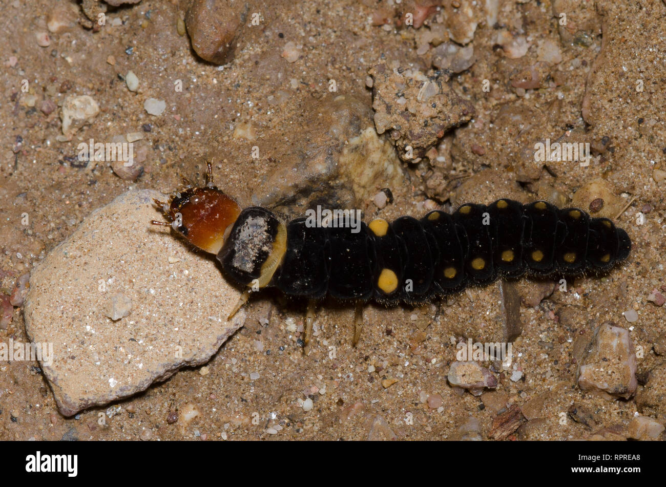 Soldier Beetle, Family Cantharidae,larva Stock Photo Alamy
