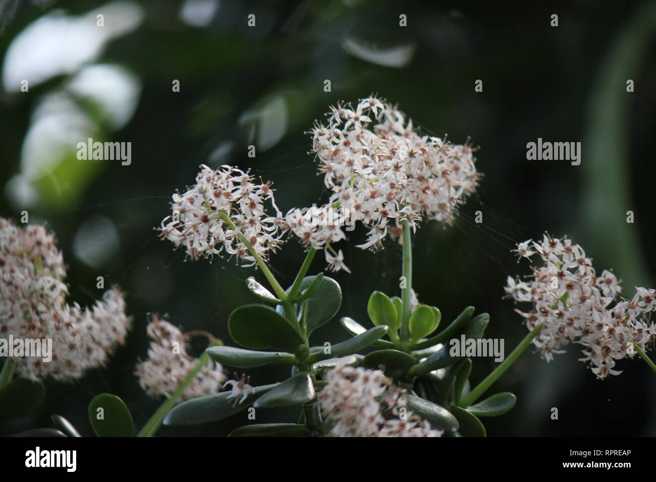 Flawless, stunning cultivated jade plant, lucky plant, money plant or money tree small white flowers. Stock Photo