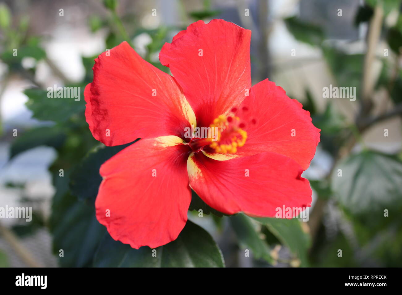 Stunning, flawless flowering fire and ice bright red hibiscus plant