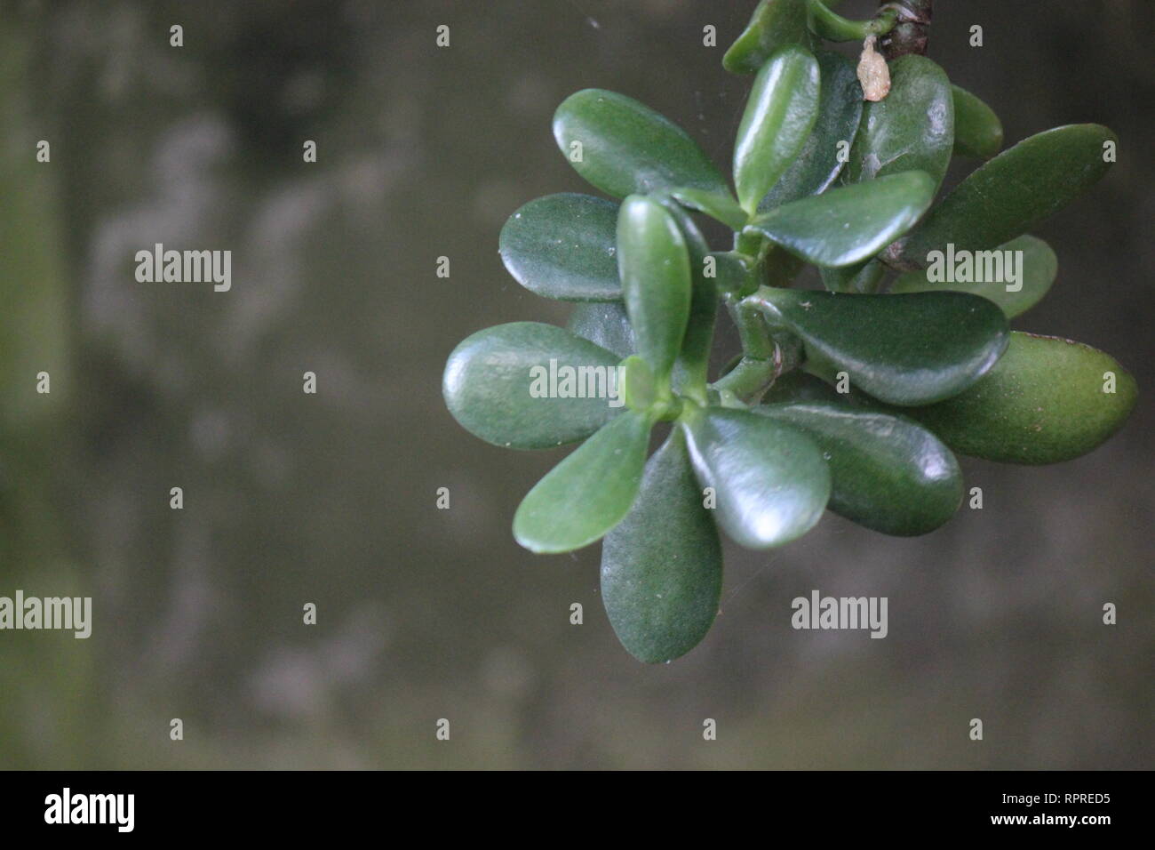 Flawless, stunning cultivated Crassula ovata, jade plant, lucky plant