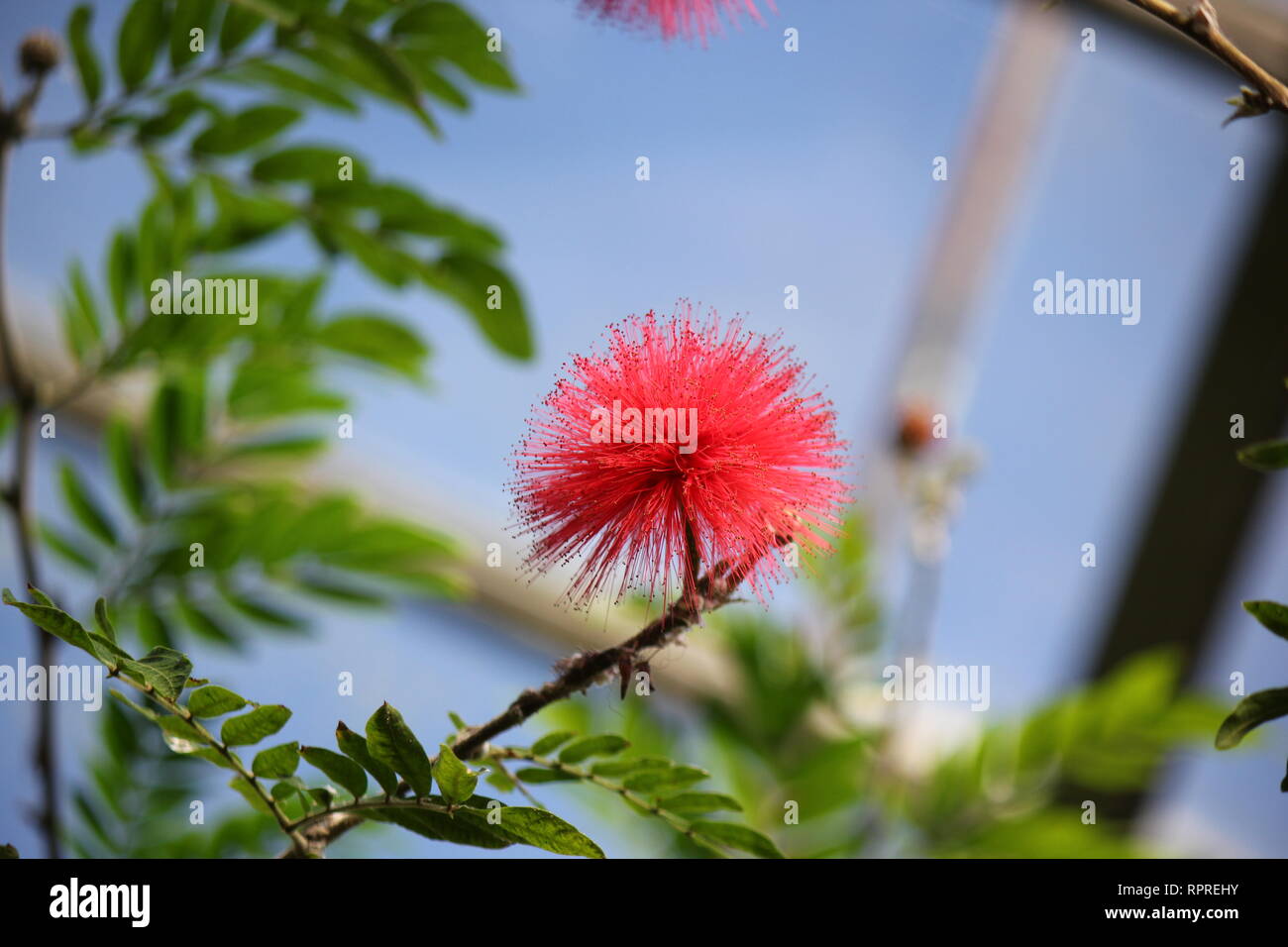 Beautiful, stunning, and striking red Calliandra tree flower growing ...