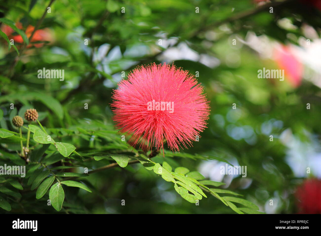 Codonandra hi-res stock photography and images - Alamy