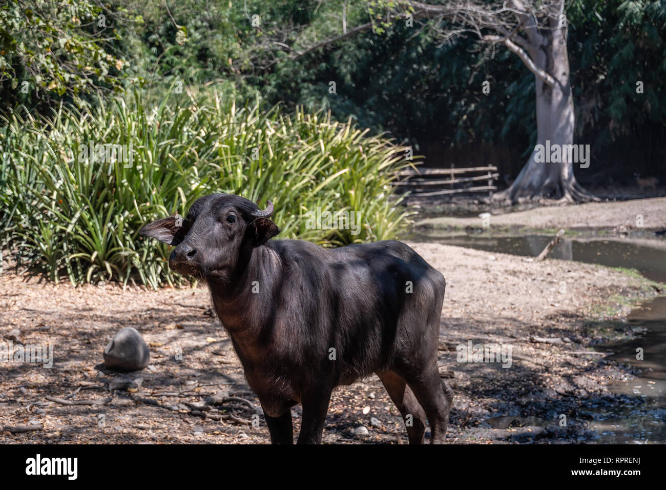 water buffalo in Guatemalan zoo Stock Photo Alamy