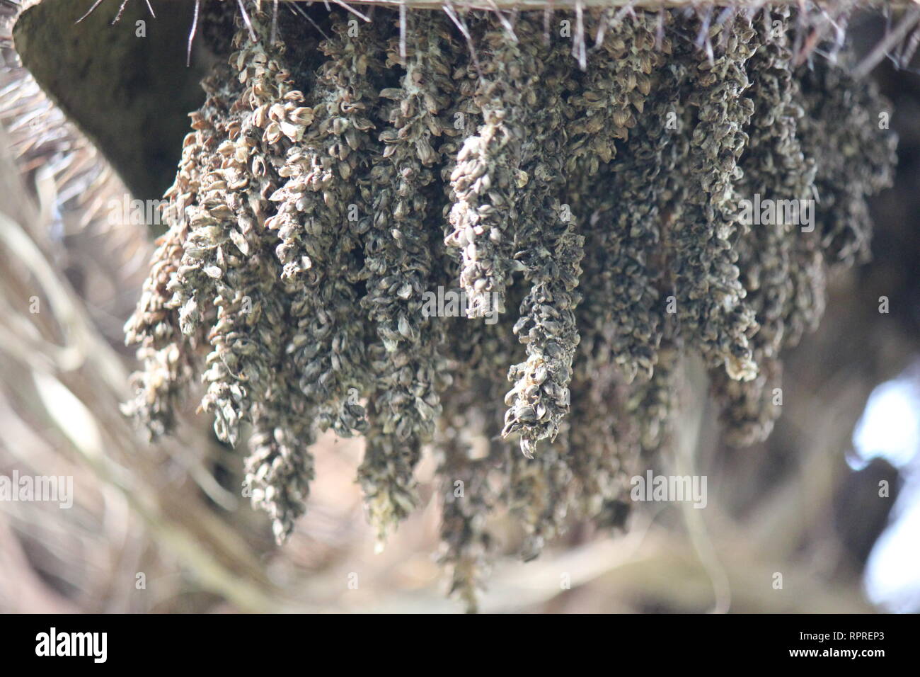 Chonta negra hi-res stock photography and images - Alamy