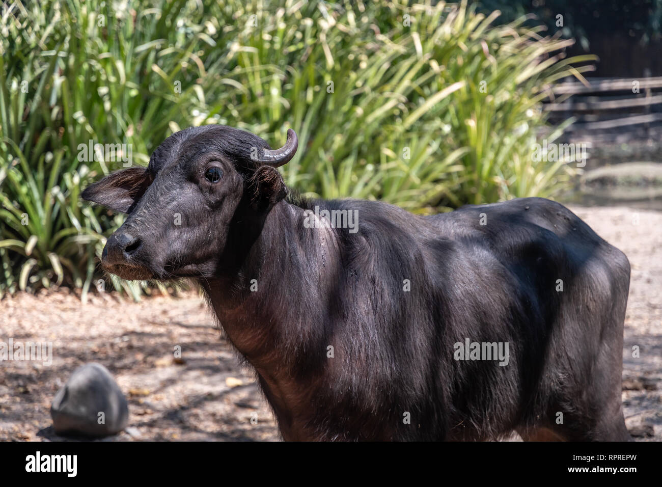 water buffalo in Guatemalan zoo Stock Photo Alamy