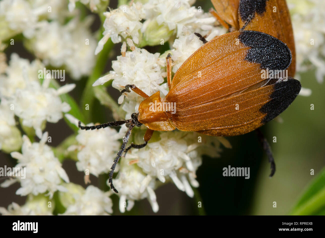 Net-winged Beetle, Lycus fernandezi, on Seep-willow, Baccharis salicifolia Stock Photo