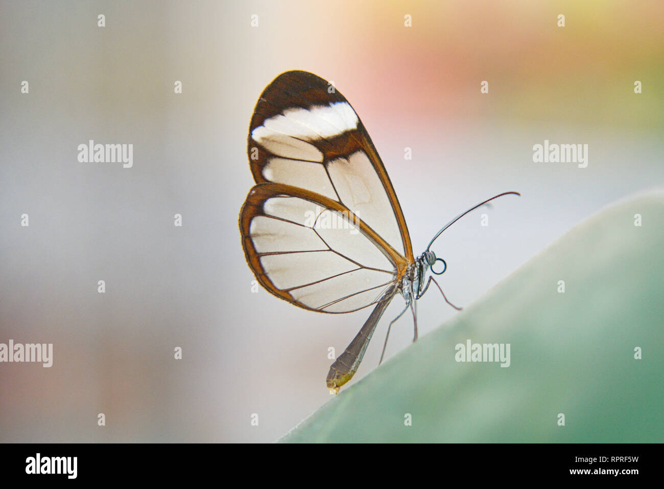 Download Delicate Butterfly With Transparent Wings Stock Photo Alamy
