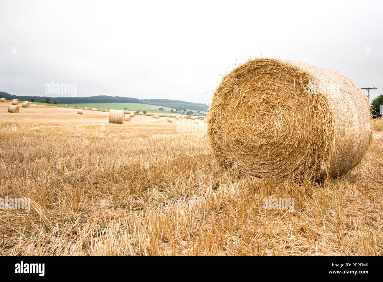 Large round straw bale on field Scotland Stock Photo Alamy