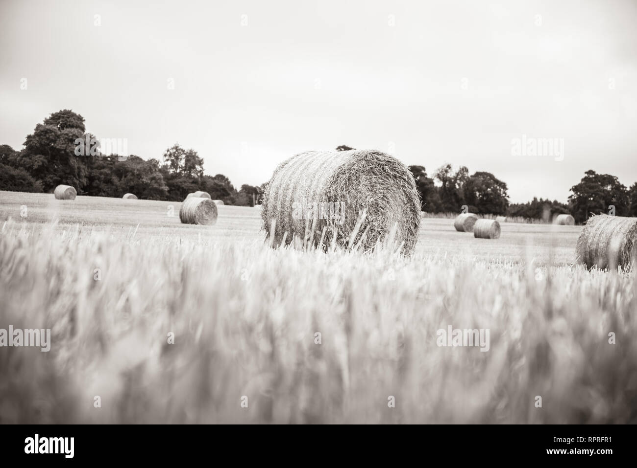 Large round straw bale on field Scotland Stock Photo Alamy