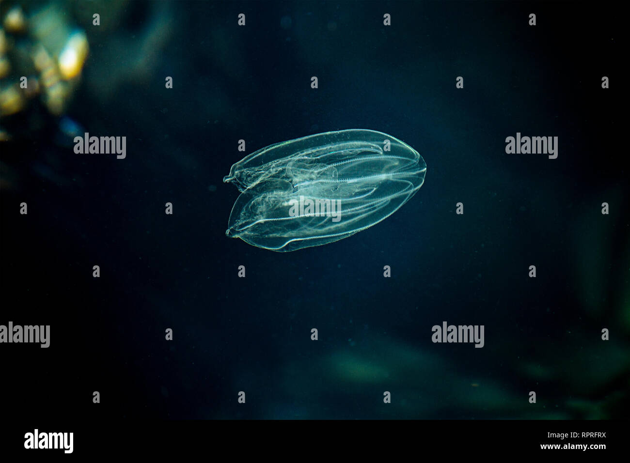 Sea Walnut, American comb jelly, Warty comb jelly, Leidy's comb jelly