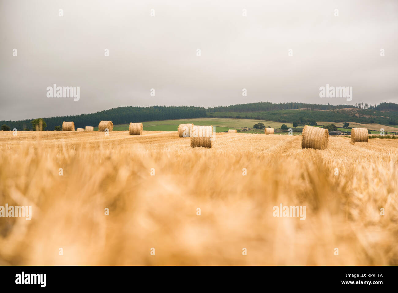 Large round straw bale on field Scotland Stock Photo Alamy